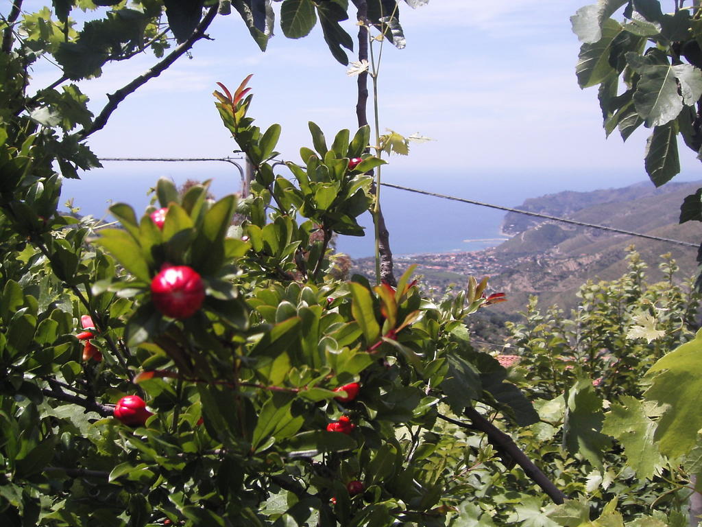 Cilento Bed and Breakfast San Mauro Cilento Exteriör bild